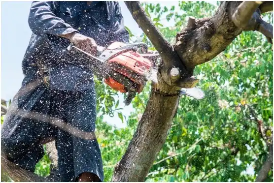tree services Blackstone